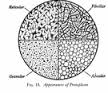 protoplasm是什么意思