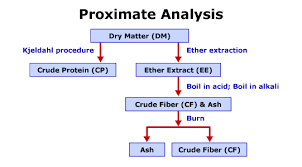 proximate是什么意思