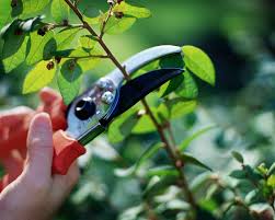 pruning是什么意思