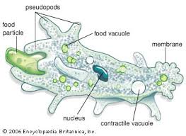 pseudopod是什么意思
