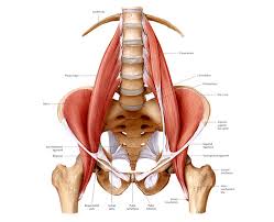 psoas是什么意思
