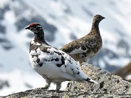 ptarmigan是什么意思