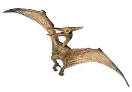 pterodactyl是什么意思