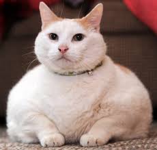 pudgy是什么意思