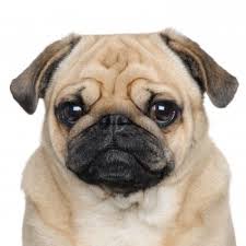 pug是什么意思