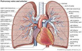 pulmonary是什么意思