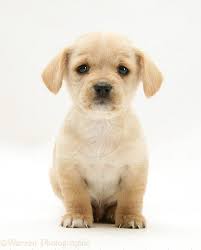 pup是什么意思