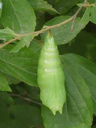 pupa是什么意思