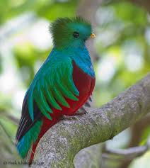 quetzal是什么意思