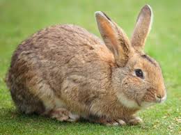 rabbit是什么意思