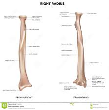 radius是什么意思