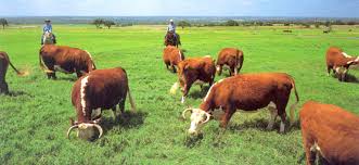 ranching是什么意思