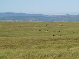 rangeland是什么意思