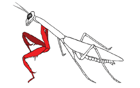 raptorial是什么意思
