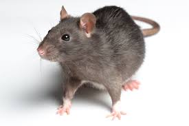 rat是什么意思