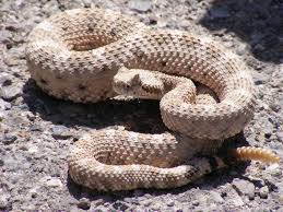 rattlesnake是什么意思