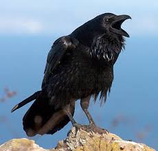 raven是什么意思