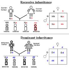 recessive是什么意思