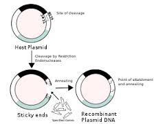 recombinant是什么意思