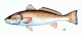redfish是什么意思