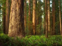 redwood是什么意思