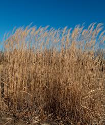 reed是什么意思