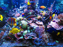 reef是什么意思