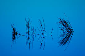 reflect是什么意思