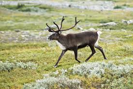 reindeer是什么意思