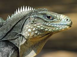 reptile是什么意思