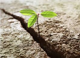 resilience是什么意思