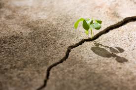 resilient是什么意思
