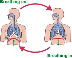 respiration是什么意思