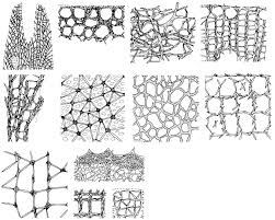 reticulate是什么意思