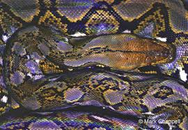 reticulated是什么意思