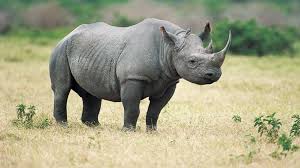 rhino是什么意思