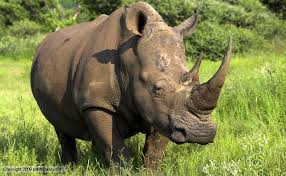rhinoceros是什么意思