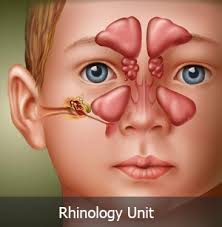 rhinology是什么意思