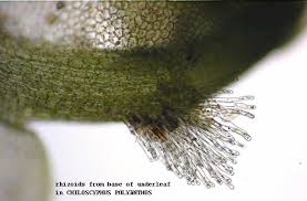 rhizoid是什么意思