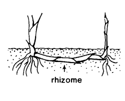 rhizome是什么意思