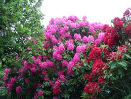 rhododendron是什么意思