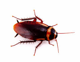 roach是什么意思