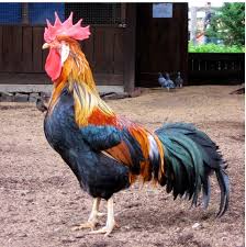 rooster是什么意思