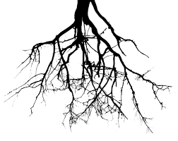root是什么意思