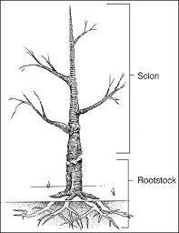rootstock是什么意思