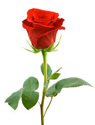 rose是什么意思