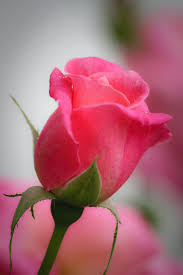 rosebud是什么意思