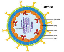 rotavirus是什么意思