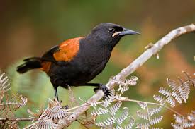 saddleback是什么意思