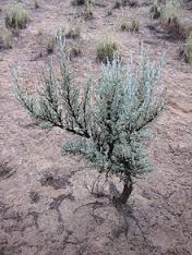sagebrush是什么意思